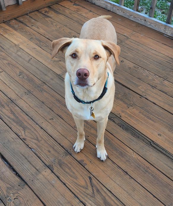 Foster is a loving boy who sometimes likes to greet the clients when they walk in. He enjoys walks on the beach, fetching, napping and spending time with friends and family. His nicknames are Puppers, Yellow Dog, Fosty Paws and Handsome Boy.
